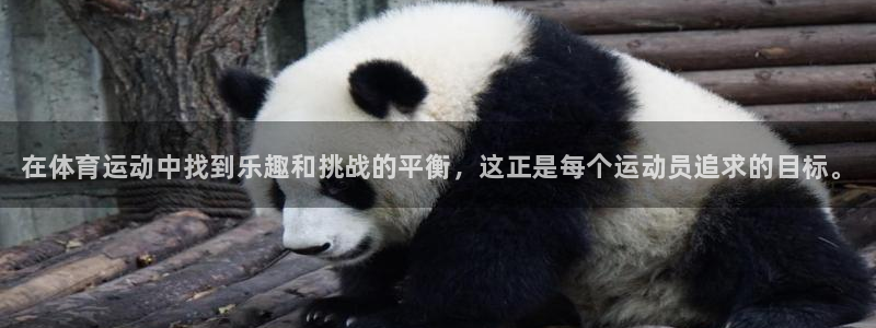 kok中欧体育