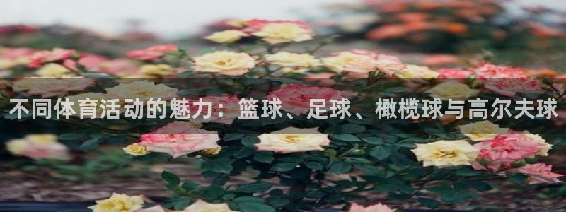 中欧体育最新地址：不同体育活动的魅力：篮球、足球、橄榄球与高尔夫球